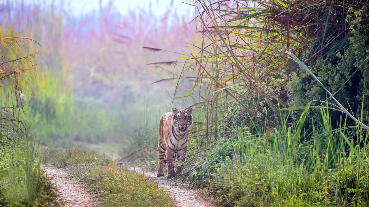Park Safari Resort Sauraha Luaran gambar